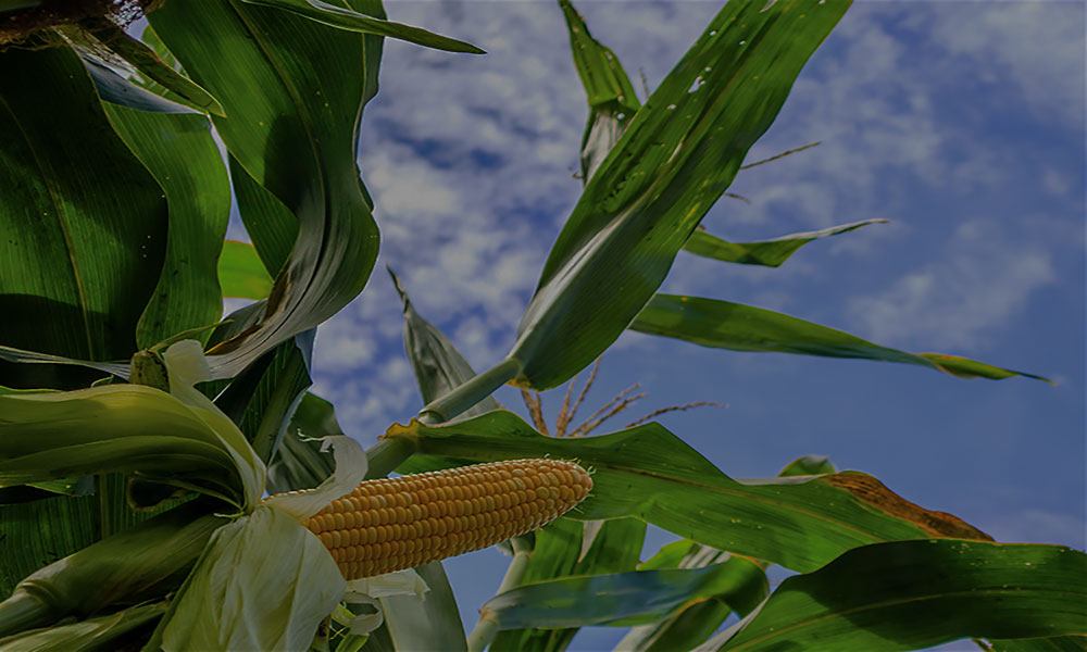 Agriculture Research