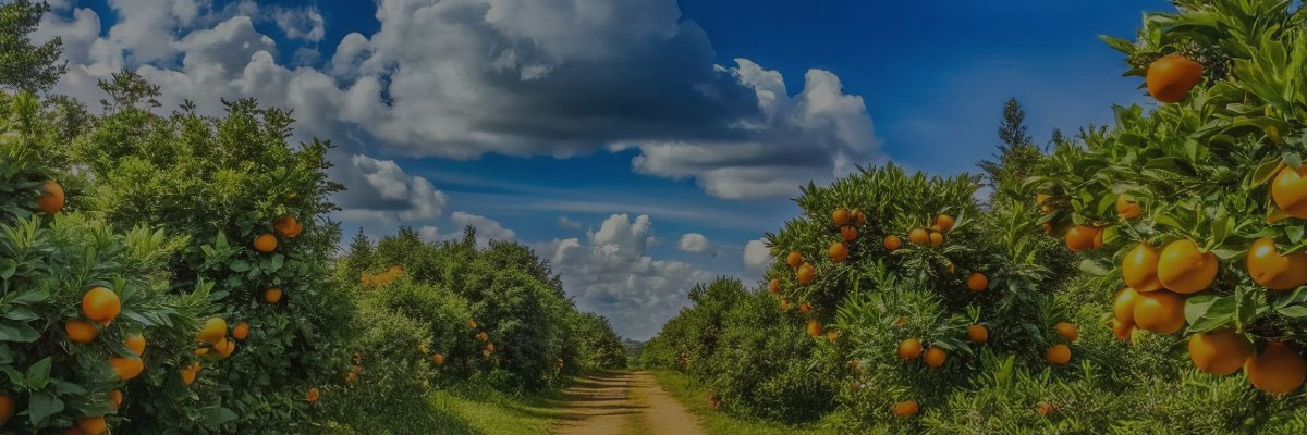 Orange Grove