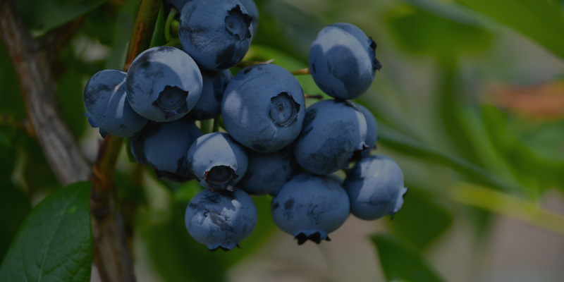 Blueberries