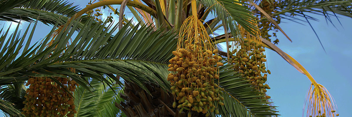 Yellow Date Palm