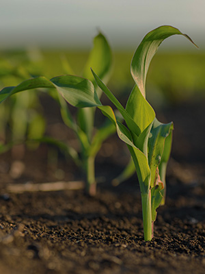 Cornfield