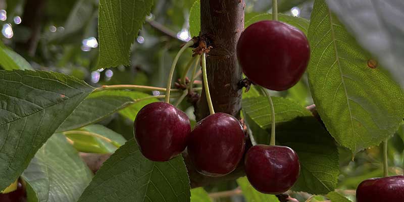 Red Cherries