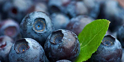Ripe Blueberries